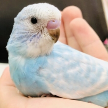 青空カラーなセキセイちゃん　Ｒ５　５／２４撮影