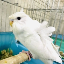 1人餌‼️ふわふわまっしろセキセイさん！！　羽衣セキセイインコ　ダブルファクター