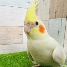 ツンデレ⁉︎くっきりチークのオカメインコルチノー！