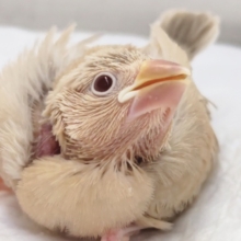 色合いゴージャス～✨　シナモン文鳥