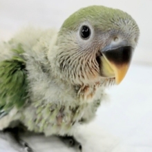 最新画像あり！定番人気カラー🌸　コザクラインコ(ノーマル)
