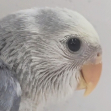 くすみブルーが魅力～💙　コザクラインコ(バイオレットオパーリンパイド)