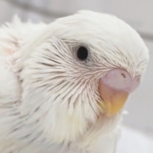 白い黒目のジャンボさん～🤍　ジャンボセキセイインコ(ダブルファクター)