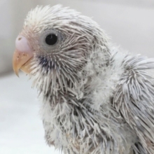 魅力的な色合いにメロメロ～🩵　セキセイインコ(ライラック)