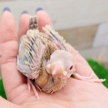 シナモン文鳥のヒナ(少し色濃い)入荷しました❤