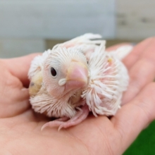 白文鳥のヒナ入荷しました❤