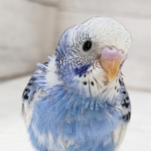 まるで青空と雲～🌤️　セキセイインコ(パイド)