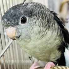 1人餌❤サザナミインコ(モーブ)入荷しました❤