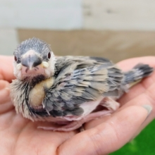 桜文鳥のヒナ入荷しました❤