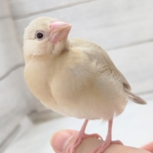 愛嬌たっぷりさん～👊　シナモン文鳥