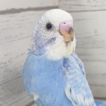キレイな鮮やかブルー🔵　セキセイインコ(ブルースパングル)