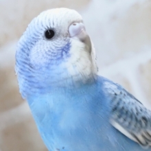 最新画像あり！　素敵な鮮やかブルー🩵　セキセイインコ(スパングル)