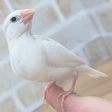 最新画像あり！　真っ白元気っ子～🐣　白文鳥