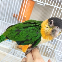 人が大好き❤ズグロシロハラインコ入荷しました〜❤