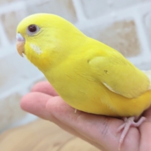 最新画像あり！　黄色推しの方注目～💛　セキセイインコ(ルチノー)