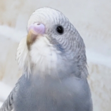 色合いたまらない～💙　セキセイインコ(グレースパングル)
