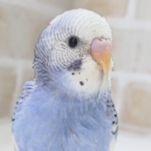 この色合い好きぃ～🌤️　セキセイインコ(パイド)