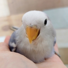 最新画像更新❤綺麗な色ですよー❤小桜インコ(バイオレットオパーリン)のヒナ入荷しました❤