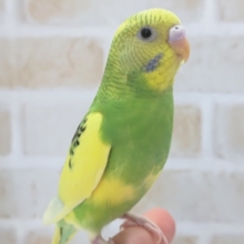 最新画像あり！　鮮やかパイドさん～🍀　セキセイインコ(パイド)