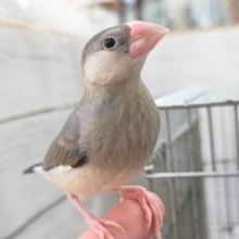 最新画像あり！　どんな桜が咲くかな～？　桜文鳥