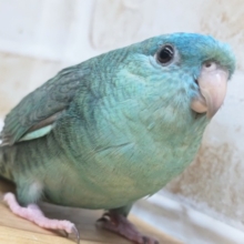 最新画像あり！ 素敵な色合いたまらない～🩵　サザナミインコ(ブルー)