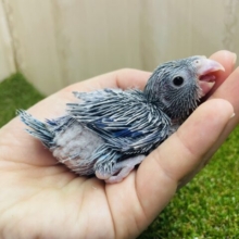 可愛いマメブルー参上‼️  マメルリハ　ブルー　男の子