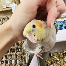 画像更新☆ぷりん♪と丸っこいシナモンオカメインコ〜