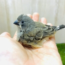 最新画像になりますよ‼️ちっちゃい！！おちびキンカ鳥さん！　キンカ鳥　ノーマル