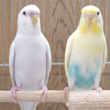 メッチャクチャ　ｷﾚｲなペアセキセイです！！　