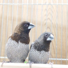胸の模様がとてもｷﾚｲ。。むっちり体系の　ヨーロッパ十姉妹～～
