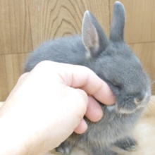 食事は上品に、一粒ずつ～～　ネザーランドドワーフラビット　ブルーマーチン☆