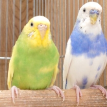 う、動きがシンクロ系☆似たもの夫婦～　セキセイインコ　ペア～～