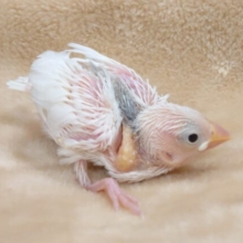 ビビっている場合いじゃ、ない！　食べなきゃっ食べなきゃ～～　白文鳥～～