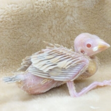 いつもにも増して透明感がｽﾃｷ☆　シナモン文鳥～～