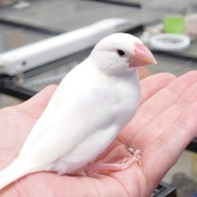 「文鳥沼」はこちらですっ　どハマり、注意♪　白文鳥～～