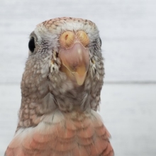 ちょっと大きめ！？ローズアキクサインコ入荷です
