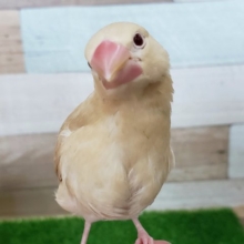 最新画像あり。シナモン文鳥のヒナ入荷しました❤