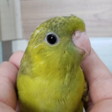 画像更新☆初入荷！？サザナミインコダークグリーンスパングル