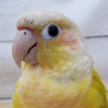 最新画像あり。明るくメラメラ☀　ホオミドリウロコインコ(サンチーク)