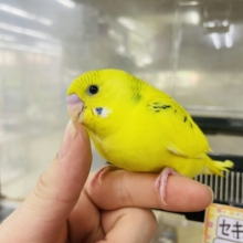 最新画像になりますよ！！マキシマルに今を輝こうよ🌼　セキセイインコ　パイド