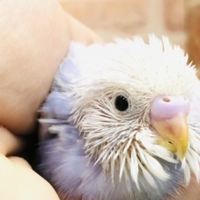 薄紫カラー　セキセイインコ　ライラック　Ｒ５　５／８撮影
