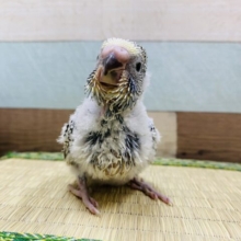大きく成長するんだぞ〜♪これからが楽しみなジャンボセキセイインコ☆