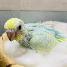 美しいエメラルドグリーンです☆セキセイインコパステルカラーレインボー！