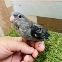 最新画像あります☆ヒナ餌卒業‼️グレーのかっこいいヒナさん！！サザナミインコのモーブ！