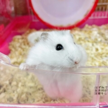 白もちイエティ🤍ひっそり居ます！　パールホワイト