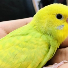 綺麗なライムカラー　セキセイインコ　Ｒ５　５／２４撮影