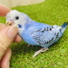 最新画像になりますよ⭐️視線はくぎづけ！そんな今日にしたいな！　セキセイインコ　オパーリン