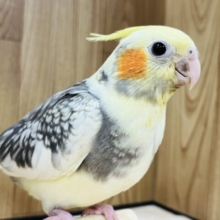 むちむちボディとクリクリおめめ♡オカメインコ(パールパイド) ヒナ