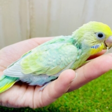 だってもっと輝きたいのに！止まらないテンション！　セキセイインコ　パステルカラーレインボー