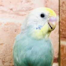 カラフルカラー　セキセイインコ　Ｒ５　５／１７撮影